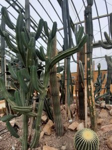 Cactus columnares en el jardín botánico de Albacete