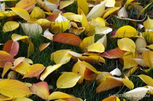 Hojas de otoño en el Jardín Botánico