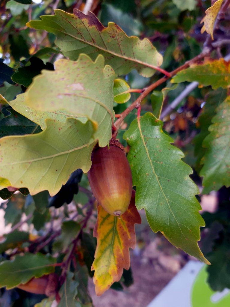 bellotas en un Quercus, jardín botánico de Castilla-La Mancha